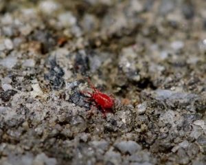 tiny red bugs